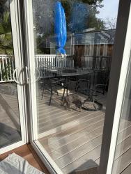 Reunited Female Cat last seen Quietwood Lnand and Wendy dr, Pleasant Hill, CA 94523