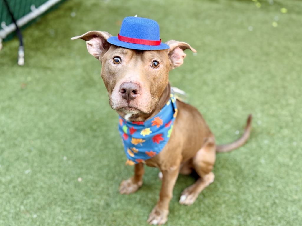 Shelter Stray Male Dog last seen Apt 2D,2034 7th Avenue, NEW YORK, NY, 10027, 326 E 110th St, New York, NY 10029, USA