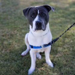 Shelter Stray Male Dog last seen Near S Vasco Road, LIVERMORE, CA, 94551, 8323 Baldwin St, Oakland, CA 94621, USA