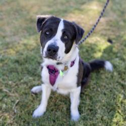 Shelter Stray Male Dog last seen Near S Vasco, LIVERMORE, CA, 94551, 8323 Baldwin St, Oakland, CA 94621, USA