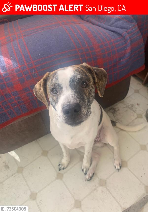 Lost Male Dog last seen The freeway ends there, San Diego, CA 92107