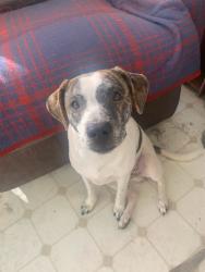 Lost Male Dog last seen The freeway ends there, San Diego, CA 92107