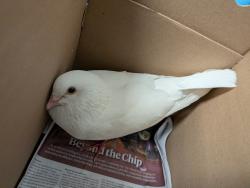 Shelter Stray Unknown Bird last seen Zoo Drive, San Diego, CA, 92101, 5500 Gaines St, San Diego, CA 92110, USA