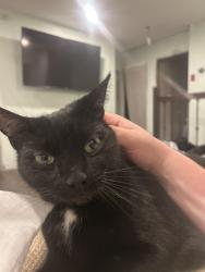 Reunited Female Cat last seen Walnut and Woodlawn, Collingdale, PA 19023