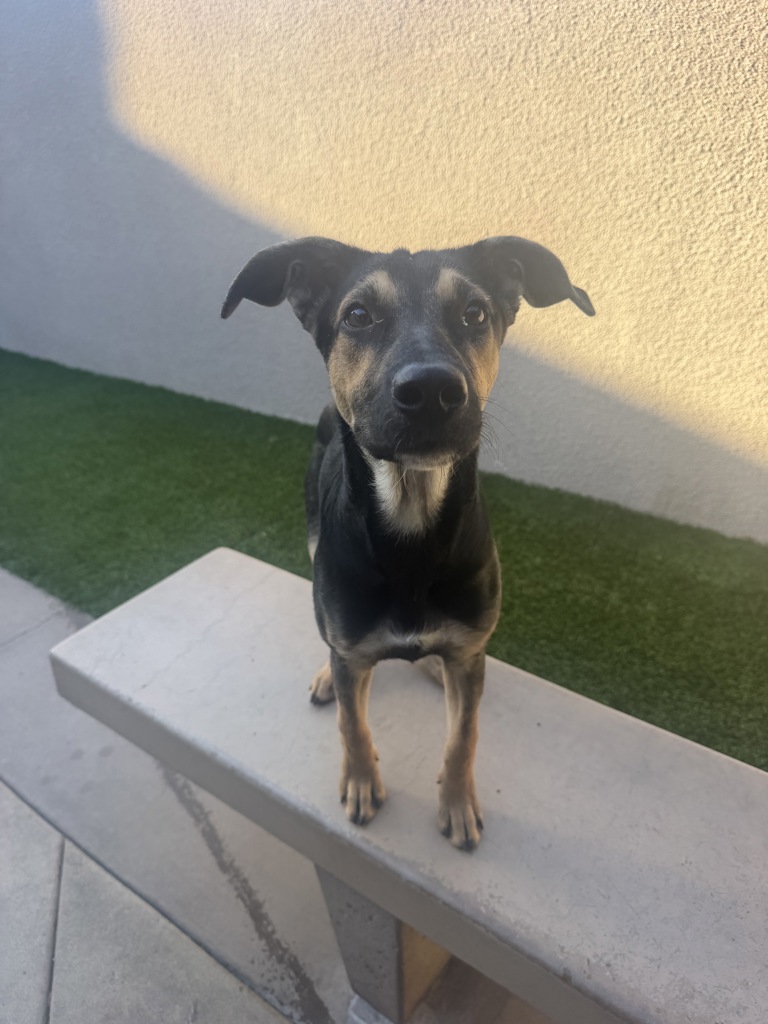 Shelter Stray Male Dog last seen Near Jackson Street, San Diego, CA, 92110, 5500 Gaines St, San Diego, CA 92110, USA