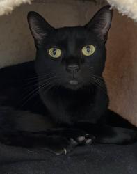 Shelter Stray Female Cat last seen Broadway, San Diego, CA, 92101, 5500 Gaines St, San Diego, CA 92110, USA