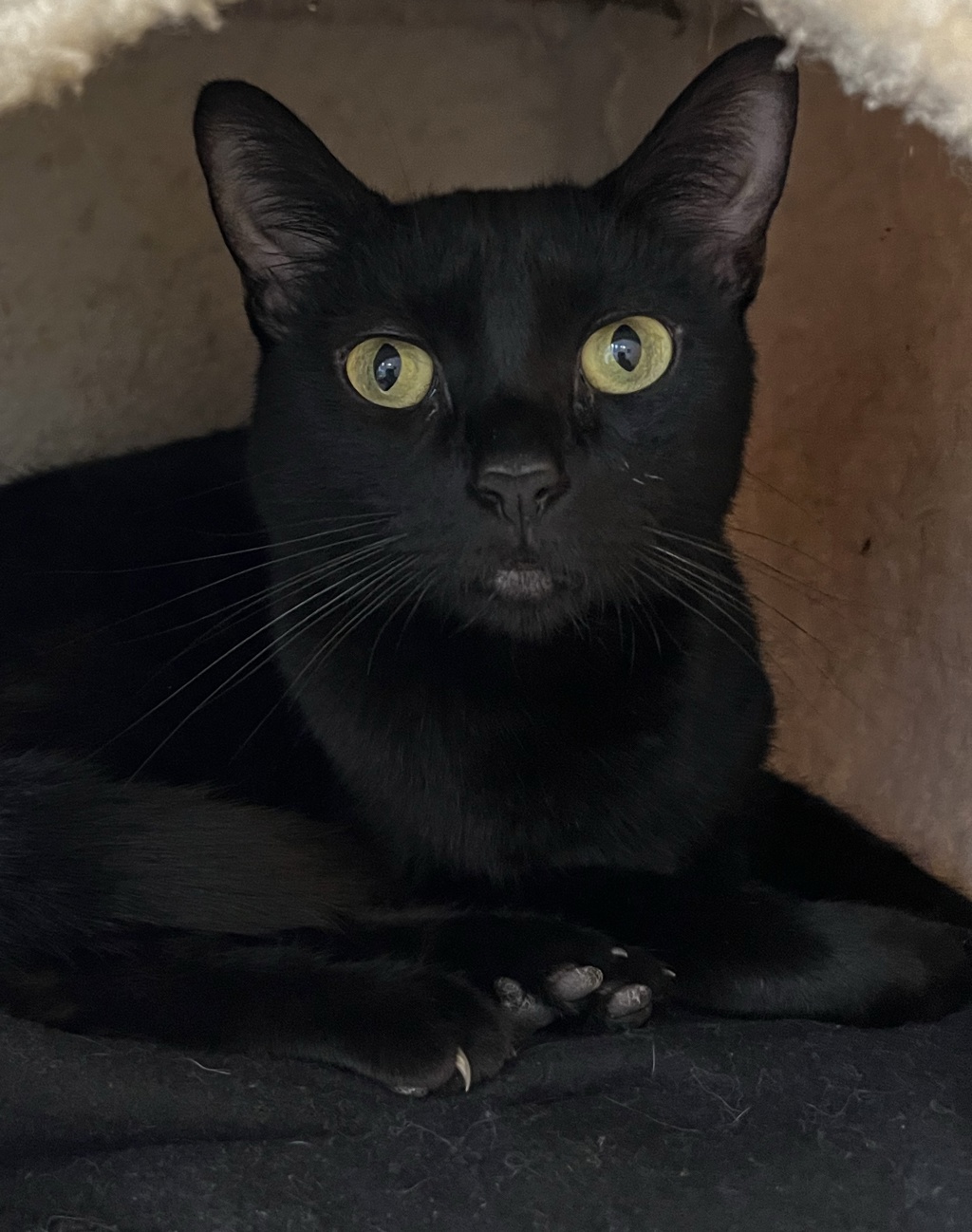 Shelter Stray Female Cat last seen Broadway, San Diego, CA, 92101, 5500 Gaines St, San Diego, CA 92110, USA