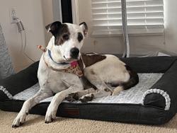 Shelter Stray Male Dog last seen Near Beyer, San Diego, CA, 92154, 5500 Gaines St, San Diego, CA 92110, USA