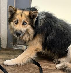 Shelter Stray Male Dog last seen Near Gamma Street, San Diego, CA, 92113, 5500 Gaines St, San Diego, CA 92110, USA