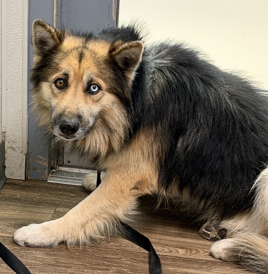 Shelter Stray Male Dog last seen Near Gamma Street, San Diego, CA, 92113, 5500 Gaines St, San Diego, CA 92110, USA