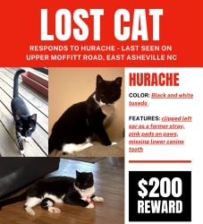 Reunited Male Cat last seen moffitt and upper moffitt rd off tunnel near the va housing, Asheville, NC 28805