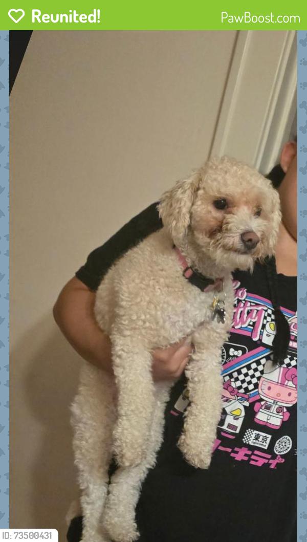 Reunited Female Dog last seen Smoke shop on Capitol and Atkinson, Milwaukee, WI 53206