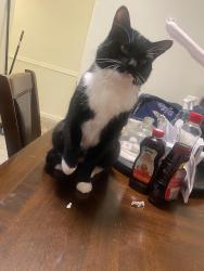 Lost Male Cat last seen Franconia Va, Alexandria, VA 22310