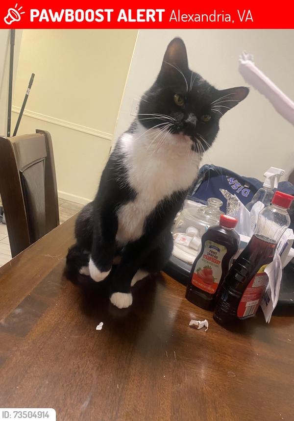 Lost Male Cat last seen Franconia Va, Alexandria, VA 22310