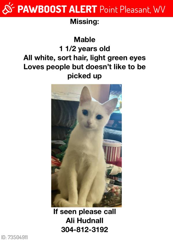 Lost Female Cat last seen Sandhill rd., Point Pleasant, WV 25550