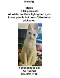 Lost Female Cat last seen Sandhill rd., Point Pleasant, WV 25550