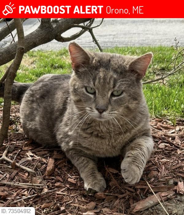 Lost Male Cat last seen UMaine college, Orono, ME 04473