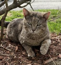 Lost Male Cat last seen UMaine college, Orono, ME 04473