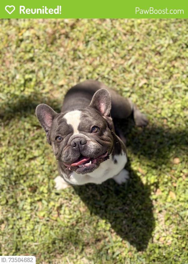 Reunited Male Dog last seen Near vernwood st, Houston, TX 77040