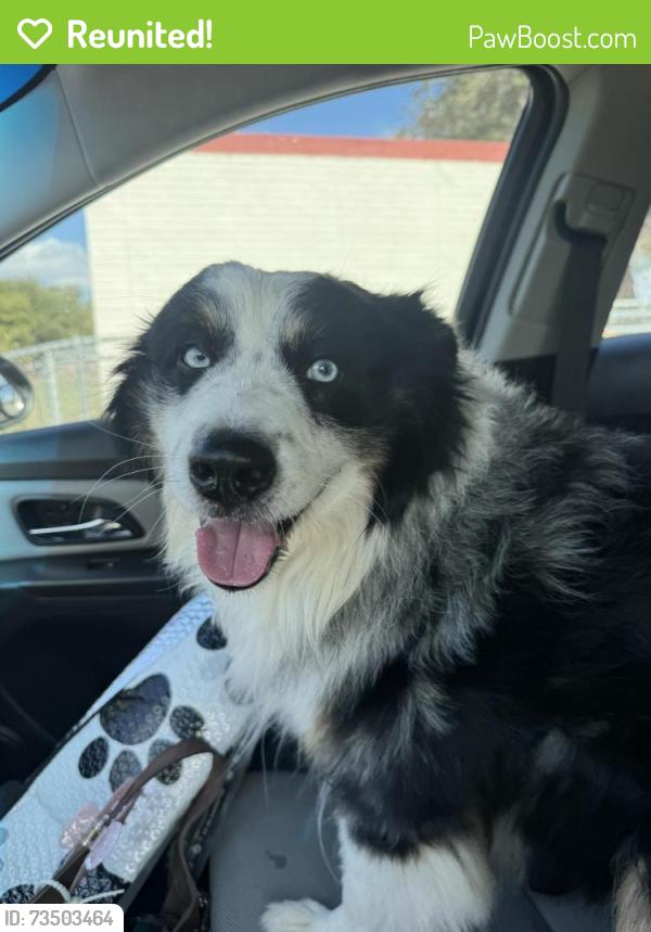 Reunited Male Dog last seen Francis tuttle rockwell campus, Oklahoma City, OK 73142