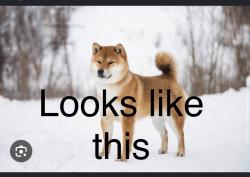 Found/Stray Unknown Dog last seen Near South Larkspur Trail, 57106, Sioux Falls, Sioux Falls, SD 57106