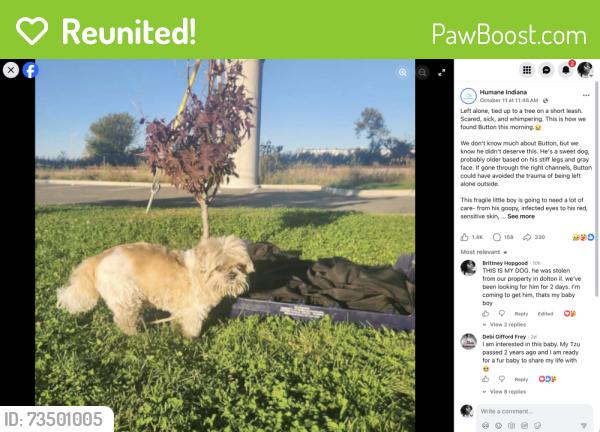 Reunited Male Dog last seen MLK drive dolton Illinois, Dolton, IL 60419