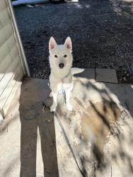 Reunited Male Dog last seen 16th and Church Ave SE, Roanoke, VA 24013