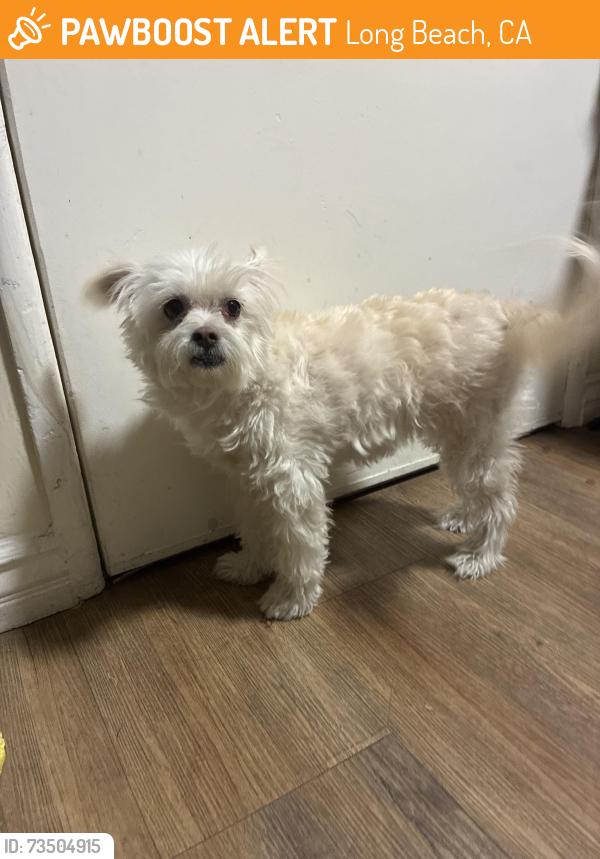 Found/Stray Female Dog last seen High School Cabrillo, Long Beach, CA 90810