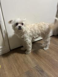 Found/Stray Female Dog last seen High School Cabrillo, Long Beach, CA 90810