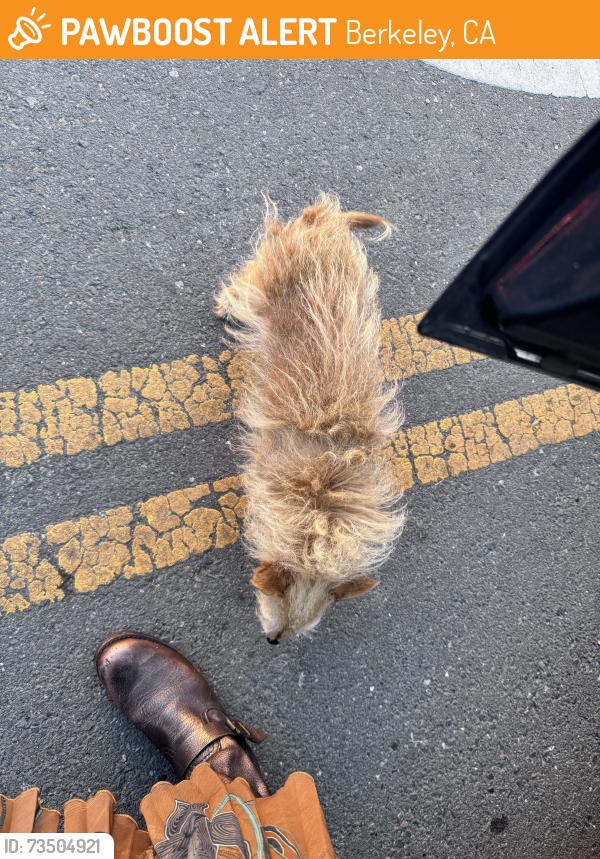 Found/Stray Unknown Dog last seen Vine & Hawthorne, Berkeley, Berkeley, CA 94708