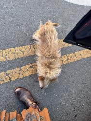 Found/Stray Unknown Dog last seen Vine & Hawthorne, Berkeley, Berkeley, CA 94708