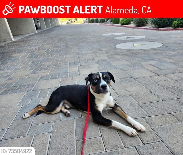 Lost Male Dog last seen Thompson and Fernside, Alameda, CA 94501