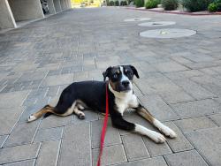 Lost Male Dog last seen Thompson and Fernside, Alameda, CA 94501