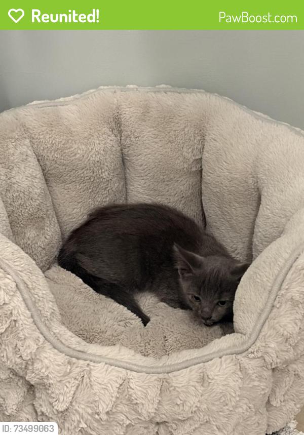 Reunited Unknown Cat last seen Dickens Street between Noble Ave and Sepulveda Blvd, Los Angeles, CA 91403