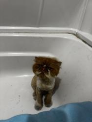 Found/Stray Unknown Cat last seen Cass street Dearborn, Dearborn, MI 48124