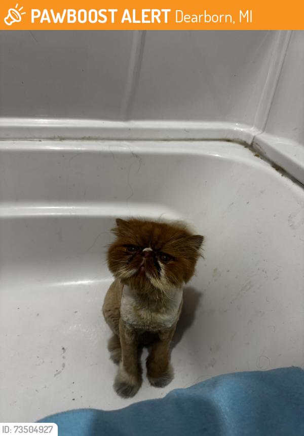 Found/Stray Unknown Cat last seen Cass street Dearborn, Dearborn, MI 48124