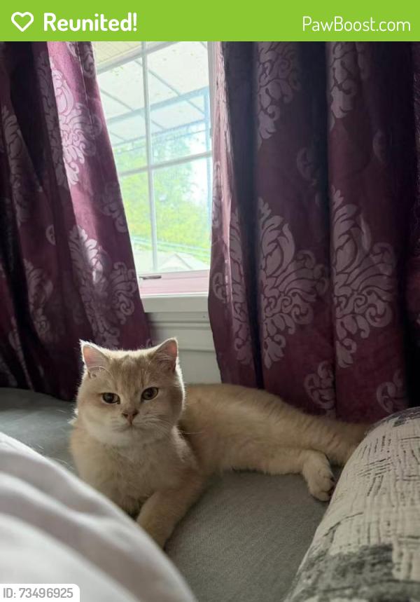 Reunited Male Cat last seen 35th ave and 36th ave, Queens, NY 11361