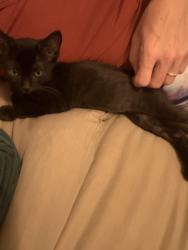 Reunited Male Cat last seen Oceanview trailer park, Oceanside, CA 92054
