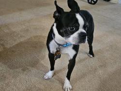 Reunited Female Dog last seen Horizon Ridge and High Mesa, Henderson, NV 89012