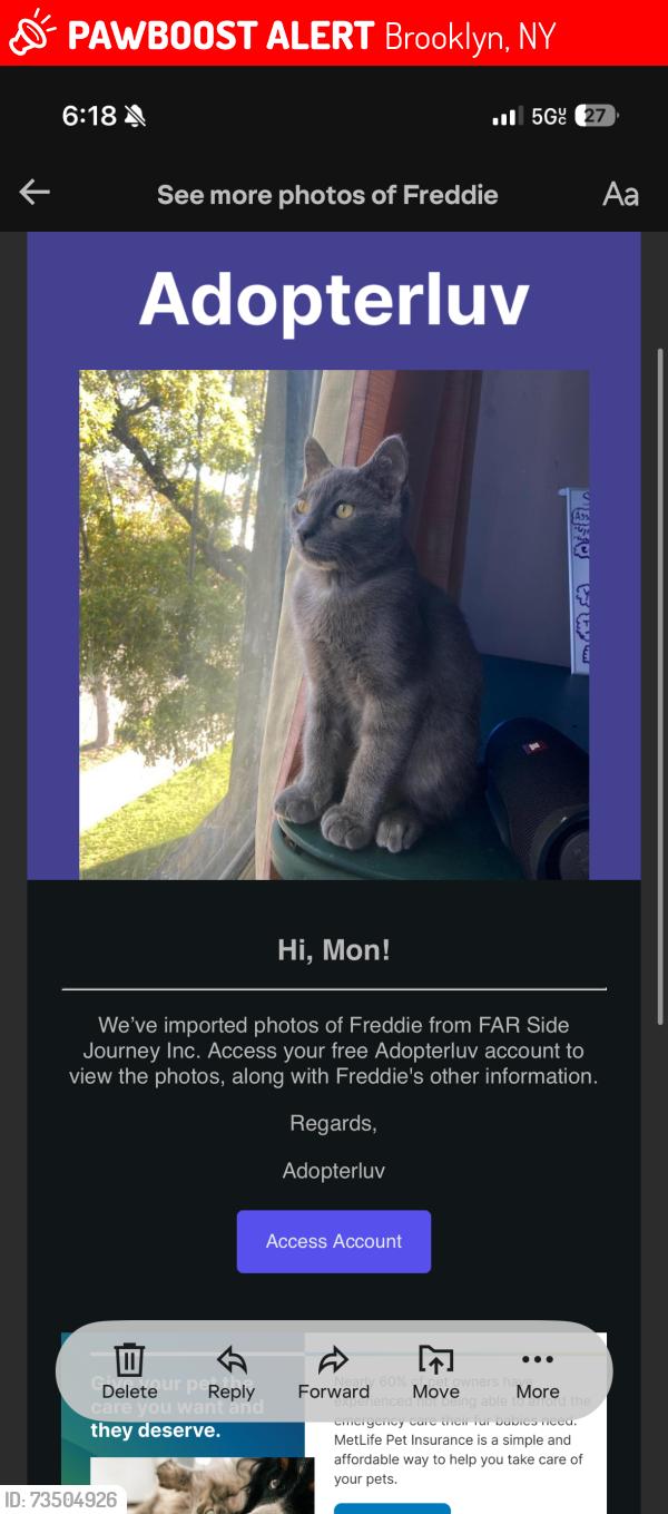 Lost Male Cat last seen Park pl between brooklyn ave and kingston ave, Brooklyn, NY 11213