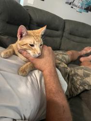Lost Male Cat last seen Cross canyon, San Antonio, TX 78232