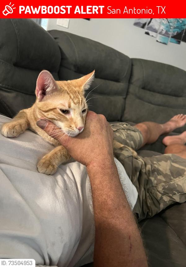 Lost Male Cat last seen Cross canyon, San Antonio, TX 78232