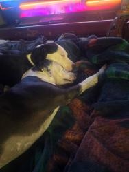 Reunited Female Dog last seen owens and betty lane, Las Vegas, NV 89110