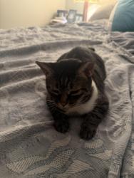 Reunited Female Cat last seen Near Clarke Lane. Lake Worth Beach FL 33460, Lake Worth Beach, FL 33460