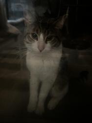 Found/Stray Male Cat last seen Auburn Place apmts, Greenwood, IN 46142
