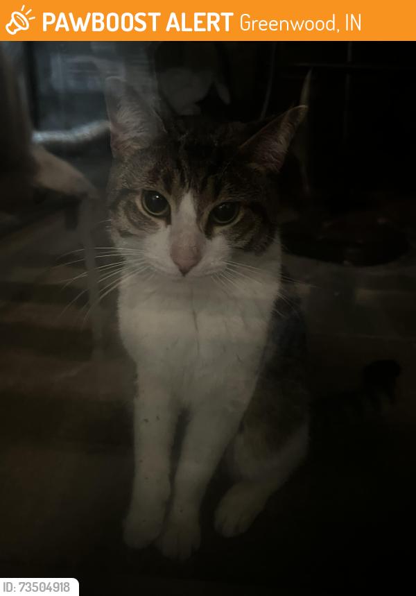 Found/Stray Male Cat last seen Auburn Place apmts, Greenwood, IN 46142