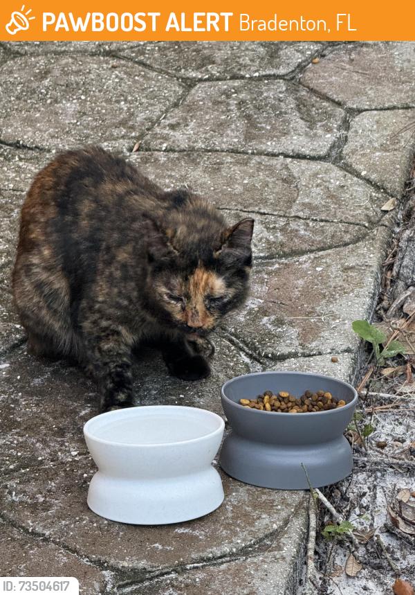 Found/Stray Female Cat last seen 68th Ave E and Linger Lodge Rd, Bradenton, FL 34203
