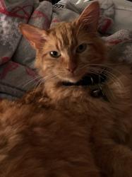 Reunited Male Cat last seen Fern & Spruce, Ontario, CA 91762