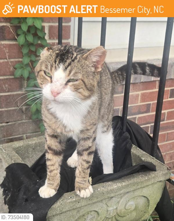 Found/Stray Male Cat last seen Near West and Edgewood Road Bessemer City NC, Bessemer City, NC 28016