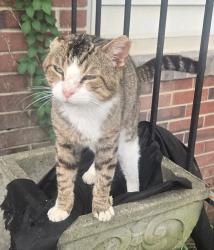 Found/Stray Male Cat last seen Near West and Edgewood Road Bessemer City NC, Bessemer City, NC 28016
